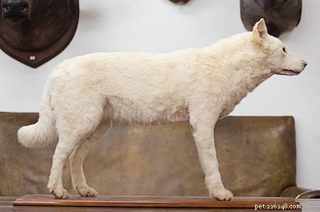 English White Terrier: History & Characteristics of the Extinct 19th-Century Terrier