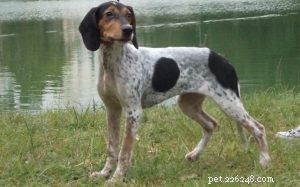 Rastreador Brasileiro: Portugal’s Rare Scenthound Revival