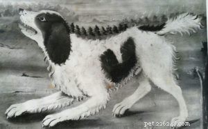 Norfolk Spaniel: The Extinct UK Hunting Spaniel – History & Traits