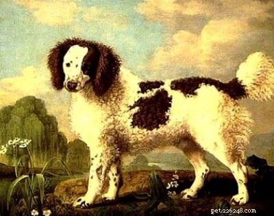 Norfolk Spaniel: The Extinct UK Hunting Spaniel – History & Traits