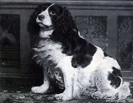 Norfolk Spaniel: The Extinct UK Hunting Spaniel – History & Traits