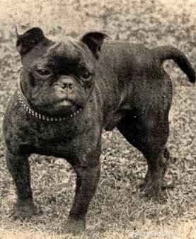 The Toy Bulldog: History, Traits, and Legacy of England s Vanished Companion