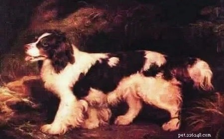 English Water Spaniel – The Vanished Breed Once Master of Waterfowl Hunting