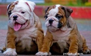 The Toy Bulldog: History, Traits, and Legacy of England s Vanished Companion