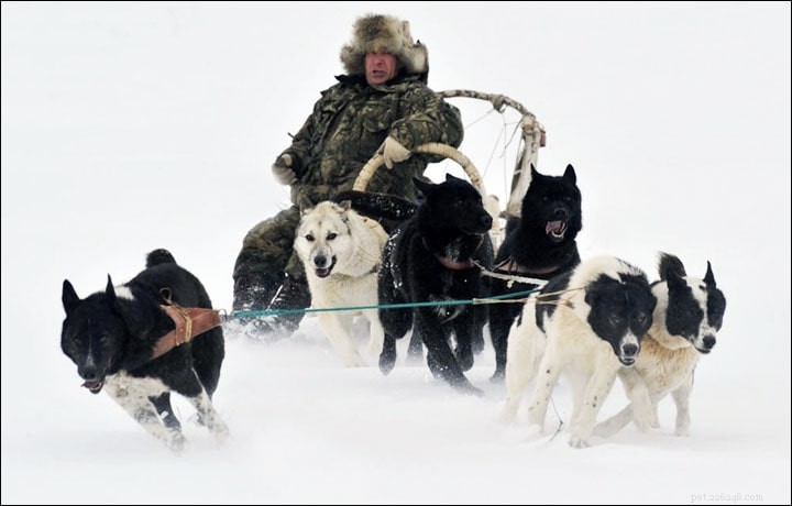 Sakhalin Husky (Karafuto-Ken): Extinct Arctic Sled Dog Breed Overview