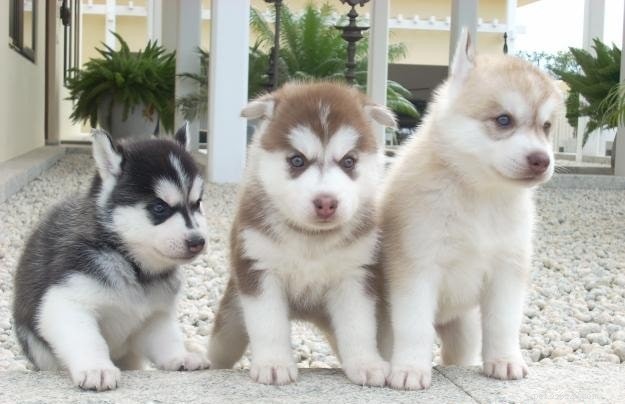 Sakhalin Husky (Karafuto-Ken): Extinct Arctic Sled Dog Breed Overview