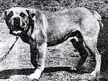 Terceira Mastiff: History and Traits of the Extinct Azorean Fighting Dog