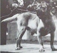 Terceira Mastiff: History and Traits of the Extinct Azorean Fighting Dog