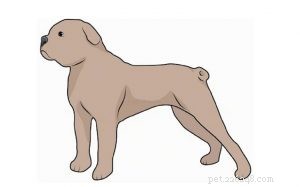 Terceira Mastiff: History and Traits of the Extinct Azorean Fighting Dog