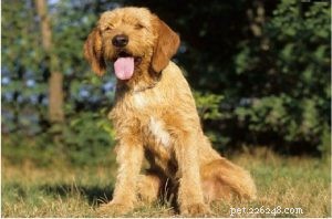 Griffon Fauve de Bretagne – Large, Extinct French Scenthound