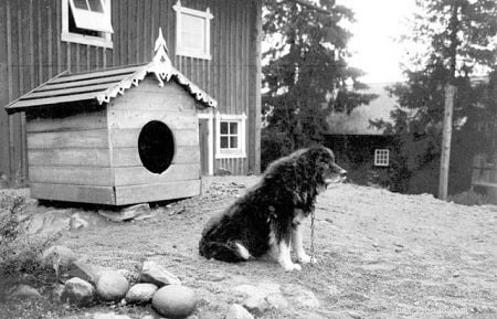 Dalbo Dog: History & Traits of Sweden s Extinct Molosser Breed