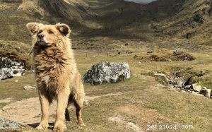 Chiribaya Dog: A Vanishing Heritage of Peruvian Herding Canines