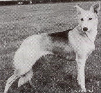 Welsh Hillman: The Lost Welsh Herding Dog – History & Characteristics