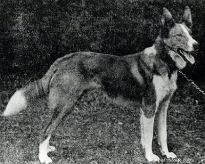 Welsh Hillman: The Lost Welsh Herding Dog – History & Characteristics