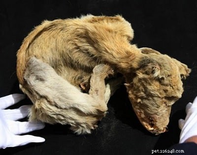 Chiribaya Dog: A Vanishing Heritage of Peruvian Herding Canines