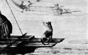 Discover the Lost Tahitian Dog: History, Traits, and Legacy