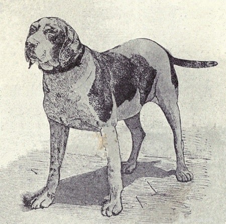 The Old Spanish Pointer: An Ancient, Extinct Breed and the Root of Modern Pointing Dogs
