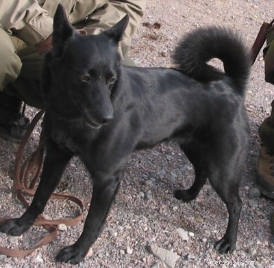 Seskar Seal Dog: Finland s Extinct Spitz Hunting Breed