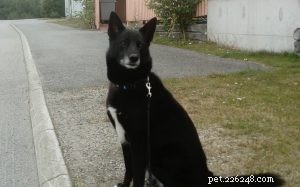 Seskar Seal Dog: Finland s Extinct Spitz Hunting Breed