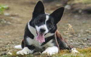 McNab Shepherd: The Versatile American Herding Dog