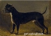 Bull and Terrier: The Extinct Breed that Shaped Modern Terriers