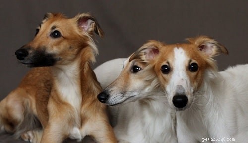 Longhaired Whippet: Elegant, Fast Hound with Affectionate Temperament