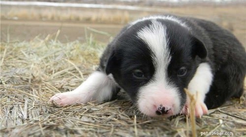 McNab Shepherd: The Versatile American Herding Dog