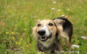 Longhaired Whippet: Elegant, Fast Hound with Affectionate Temperament