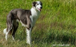 Silken Windhound: A Rare American Sighthound with Gentle Temperament