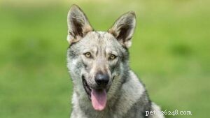 Saarloos Wolfdog: Traits, Temperament, and Care Guide