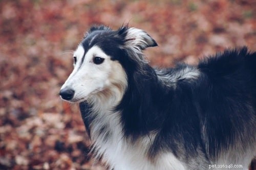 Silken Windhound: A Rare American Sighthound with Gentle Temperament