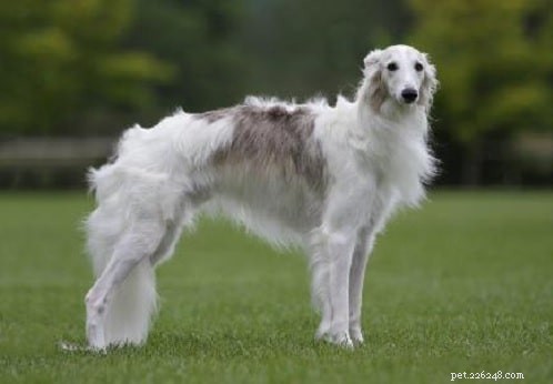Silken Windhound: A Rare American Sighthound with Gentle Temperament