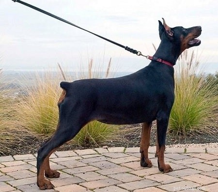 Effective Doberman Pinscher Training: Build Loyalty & Obedience