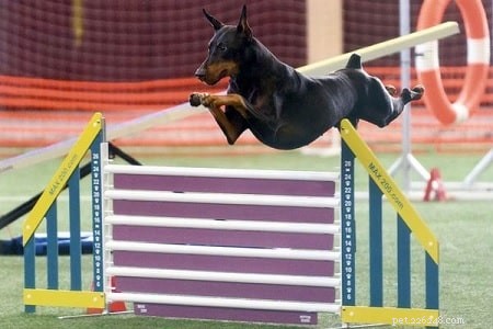 Effective Doberman Pinscher Training: Build Loyalty & Obedience
