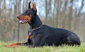 Effective Doberman Pinscher Training: Build Loyalty & Obedience