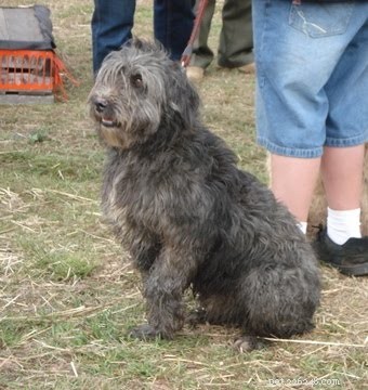 Smithfield Dog Breed Guide: History, Traits, and Care