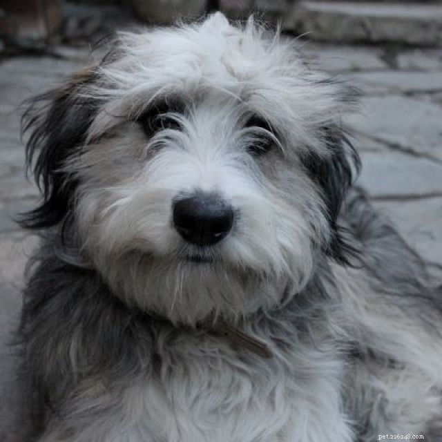 Smithfield Dog Breed Guide: History, Traits, and Care