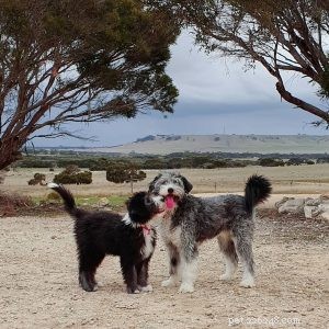 Smithfield Dog Breed Guide: History, Traits, and Care