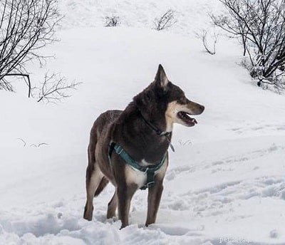 Lapponian Shepherd: The Rare, Extinct Finnish Herding Dog