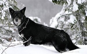 Lapponian Shepherd: The Rare, Extinct Finnish Herding Dog