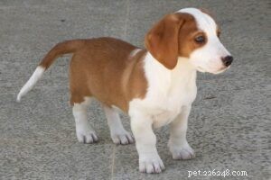 Drever Puppies: Energetic Swedish Hunting Dog