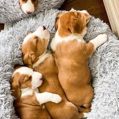 Drever Puppies: Energetic Swedish Hunting Dog