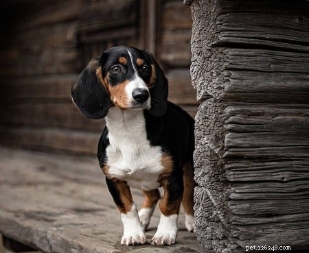 Drever Puppies: Energetic Swedish Hunting Dog