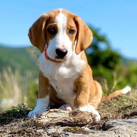 Drever Puppies: Energetic Swedish Hunting Dog