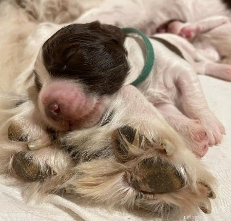 Discover the Perfect Drentsche Patrijshond Puppy for Your Family