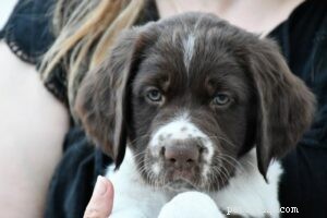 Discover the Perfect Drentsche Patrijshond Puppy for Your Family
