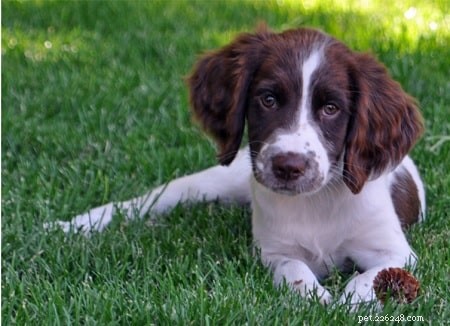 Discover the Perfect Drentsche Patrijshond Puppy for Your Family