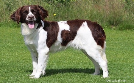 Discover the Perfect Drentsche Patrijshond Puppy for Your Family