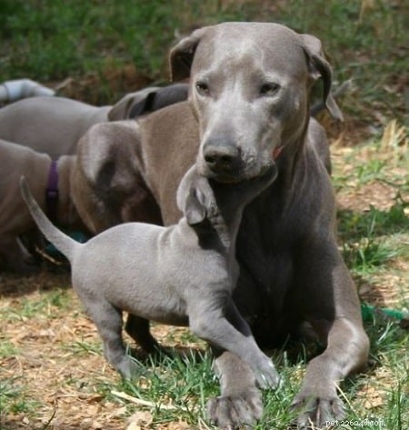 Blue Lacy Puppies: Energetic, Loyal, and Ideal Family Watchdogs