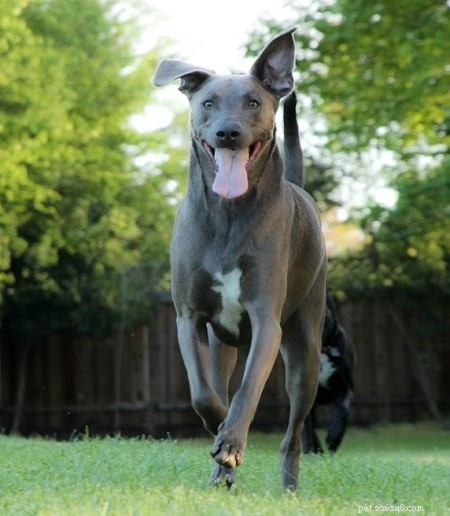 Blue Lacy Puppies: Energetic, Loyal, and Ideal Family Watchdogs